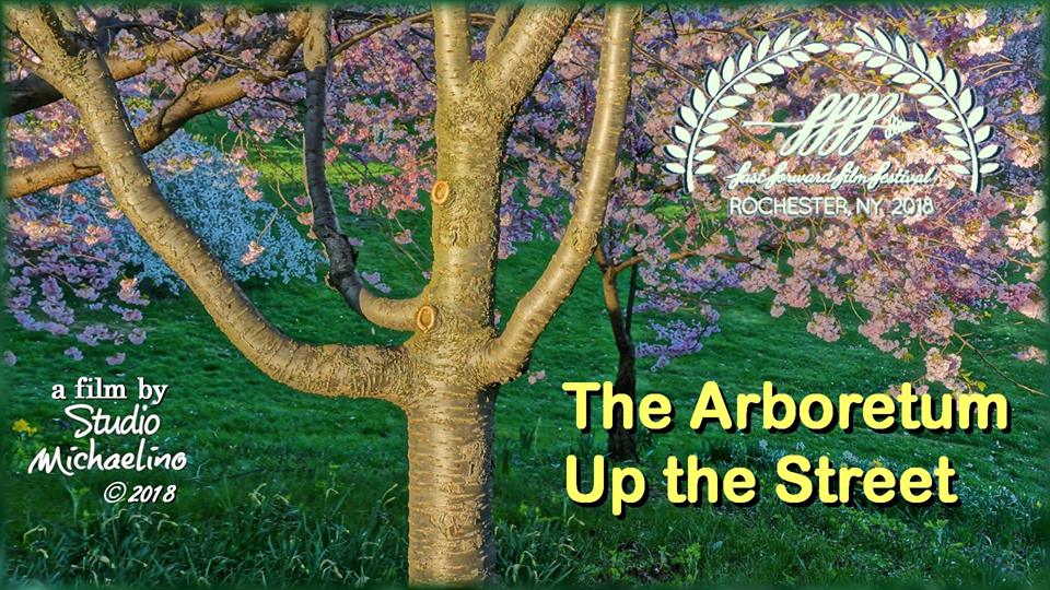 The Arboretum Up the Street - A new film from Studio Michaelino