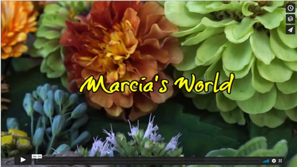 Marcia’s World  (2 Min.) A fly-over of an organic collage composed by our Artist Marcia.  She built these worlds using homegrown flowers and vegetables planted in the summer of 2020.  Along with perennials such as hostas, she also added found pieces of bark and cuttings from herbs.